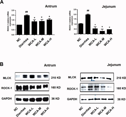 Figure 7. WCA inhibited up-regulation of ROCK-1 and MLCK expressions in diarrhoea rat. (A) Total RNA was extracted and RT-PCR was performed to detect the relative mRNA expression of ROCK-1. (B) Protein was extracted and Western blotting was performed to detect the protein expressions of ROCK-1 and MLCK in antrum and jejunum. The images shown are representative of three independent experiments. Data are represented as mean ± S.E.M. ##p < 0.01 vs. NC; *p < 0.05 vs. diarrhoea group.