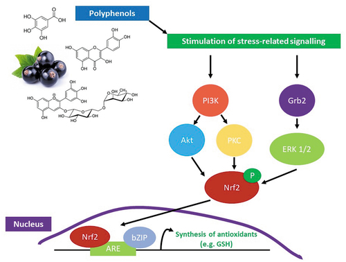 Figure 5. Mechanism of activation of cellular stress-related signalling pathways by polyphenols resulting in the mobilisation of nuclear factor-erythroid factor 2-related factor 2 (Nrf2) and the activation of the nuclear antioxidant response element (ARE). Activation of the ARE promotes the production of Phase II enzymes and antioxidants (such as glutathione (GSH)). Abbreviations: PI3K - Phosphoinositide 3-kinase, Akt – protein kinase B, PKC – protein kinase C, Grb2 - growth factor receptor-bound protein 2, ERK 1/2 - extracellular signal-regulated kinase 1/2, P – phosphate, and bZIP – basic region-leucine zipper.
