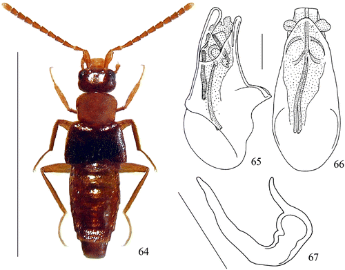Figures 64–67 Habitus, aedeagus in lateral and ventral views and spermatheca. 64–67: Episkiodrusilla veluticollis n. sp. Scale bar habitus: 64: 2.8 mm. Other scale bars: 0.1 mm.
