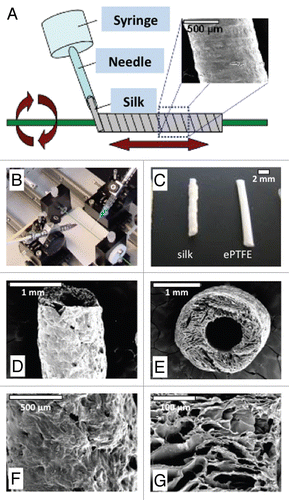 Figure 1 Silk fibroin vascular grafts. (A) Schematics of gel spinning process used to produce silk tubes where a concentrated silk solution is expelled through a small gauge needle and wound onto a rotating reciprocating mandrel. (B) Image of the gel spinning apparatus; (C) images of grafts compared in this study, silk and ePTFE; SEM images of silk tubes both longitudinally (D and F) and in cross-section (E and G).
