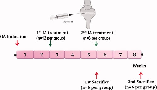 Figure 1. General scheme of the in vivo efficacy study. Treatment protocol was over 8 weeks and treatment was started at the end of week 2 and 5 after OA induction. Rats were sacrificed at the end of week 5 and 8, then their joints were evaluated by histological and biochemical analysis.