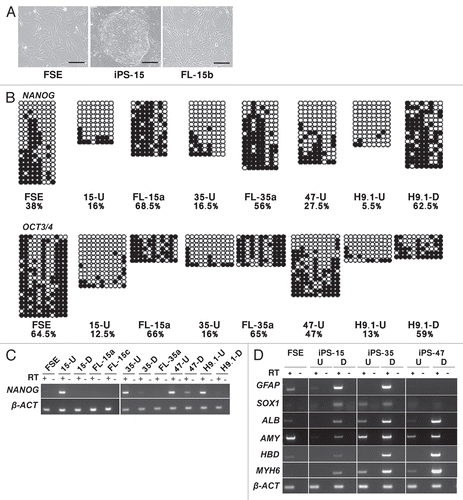 Figure 1 Generation of human iPS cells from primary fibroblasts. (A) Morphology of FSE fibroblasts, an undifferentiated colony of iPS-15 and FL-15b cells. Bar represents 1,000 µM. (B) Bisulfite sequencing analysis of NANOG and OCT3/4 promoters in FSE, undifferentiated iPS-15 (15-U), iPS-35 (35-U) and iPS-47 (47-U) cell lines, fibroblast-like cells: FL-15a and FL-35a and human H9.1 ES cells both in the undifferentiated (H9.1-U) and differentiated (H9.1-D) state. Open circles represent unmethylated CpG dinucleotides and closed circles represent methylated CpG dinucleotides. Each row is derived from an individual subclone. The value below the cell name indicates the total percentage of methylated CpG of all the tested clones. (C) RT-PCR analysis of NANOG in the indicated cell types. Expression of β-actin (β-ACT) was examined as a positive control. + and − indicate PCR reactions following RT either with (+) or without (−) reverse transcriptase addition. (D) RT-PCR analysis of in vitro differentiation of hiPS cells. RNA was extracted from undifferentiated (U) and differentiated (D) hiPS cells and analyzed for expression of genes representing the three germ layers. Ectoderm: glial fibrillary acidic protein (GFAP) and sex determining region Y-box 1 (SOX1), Endoderm: liver albumin (ALB) and pancreas amylase (AMY), Mesoderm: δ-globin (HBD) and cardiac myosin heavy chain 6 (MYH6). β-actin (β-ACT) was amplified as a control. + and − indicate PCR reactions following RT either with (+) or without (−) reverse transcriptase addition.
