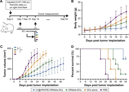 Figure 4 LV@HPA/PEI adjuvant combined with DRibbles loaded DCs delayed the PancO2 tumor growth and improved the survival rate.Notes: (A) Establishment of PancO2 carcinoma models by s.c. of 2×106 cell/mL PancO2 in the right flank (n=24, 6 mice in each group) on day 0. The carcinoma models were given 1×106 cell/mL DCs loaded with either DRibbles or LV@HPA/PEI-DRibbles via s.c. on day 7 and injection in lymph node on day 14. During the whole observation, the tumor volume of tumor-bearing mice was monitored every 3 days. (B) The body weight of mice in different treatment groups. (C) Average tumor growth curves of mice in the four groups. Growth curves were stopped being recorded when a dead mouse was produced in each group. (D) Percentages of survival rate after infusion of vaccines. The data are presented as the mean ± SD. Student’s t-test and Kaplan–Meier as statistical approaches for tumor volume and survival, respectively. *P<0.05; **P<0.01.Abbreviations: DCs, dendritic cells; i.n., injection in lymph node; LV@HPA, aluminum hydroxide@heparanase; PEI, polyethyleneimine; s.c., subcutaneous injection.