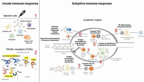 Figure 2. Immunological mechanisms of GMMA immunogenicity to be investigated with high priority. Diagram of the immunological mechanisms that should be carefully investigated to unveil the mode of action of GMMA immunogenicity. Innate immunity (left hand side): (1) Upon injection of GMMA, innate immune responses are triggered by direct or indirect activation of different immune cell types, which in turn promote the production of different factors (mainly cytokines) affecting the type and extent of the innate immune response. (2) TLRs are critical receptors for the triggering of innate immune responses and GMMA can have an active role on activating cells via these receptors due to their content of lipoproteins/peptidoglycan and LPS, that are TLR2 and TLR4 agonists respectively. Adaptive immunity (right hand side): (3) Antigen presentation by DCs induces activation of antigen-specific T cells, that in turn activate cognate B cells while presenting antigen to activated T cells. (4) Inside the germinal center, activated antigen-specific B cells encounter the antigen again presented by FDCs, undergoing to an additional and critical stimulation. (5) FDC-stimulated antigen-specific B cells interact with cognate Tfh cells to receive the stimulation which leads to complete the differentiation in antibody-secreting plasma cells or memory B cells. (6) This journey results in the production of antibodies that are functional and persistent inside the body, and in the establishment of the memory B cell compartment. (7) GMMA that arrive to the lymphoid organs via afferent lymphatics can be captured by SCSMs and delivered to antigen-specific B cells. (8) In addition, Mo-DCs, that can develop upon triggering of innate immune responses, may promote Tfh differentiation.