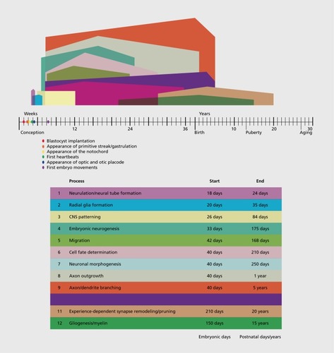 Figure 1. Timeline of human brain development. This figure represents a schematized conceptualization of the steps during human brain development. Time in weeks post-conception and then postnatal years are shown along the horizontal axis. Birth and puberty and age at which cerebral cortex begins to thin are shown. The onset, peak, and end of different stages of neurodevelopment are depicted in color-coded fashion as shown in the associated table. “Days” in the figure refer to embryonic days. “Years” refer to postnatal years. The timing of the human stages is approximately based on refs 6, 117, 118, 119.