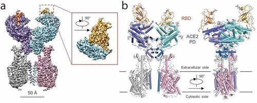 Figure 3. Overall structure of the RBD-ACE2-B0AT1 complex.Citation21 (a) Cryo-EM map of the RBD-ACE2-B0AT1 complex. The overall reconstruction of the ternary complex at 2.9 Å is shown on the left. The inset shows the focused refined map of RBD. Protomer A of ACE2 (cyan), protomer B of ACE2 (blue), protomer A of B0AT1 (pink) and protomer B of B0AT1 (gray) are shown. The red and gold color represent RBD protomers. (b) Overall structure of the RBD-ACE2-B0AT1 complex. The complex is colored by subunits, with the PD and CLD in one ACE2 protomer colored cyan and blue, respectively. The glycosylation moieties are shown as sticks. Reprint from reference.21