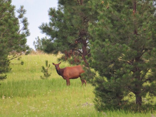 Figure 3. An elk chews grass in an open clearing between some conifer trees. ‘This is an elk on our CRP [Conservation Reserve Program] … licking her lips as we harvest hay’ (respondent 14).