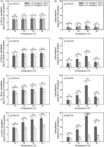 Figure 2. Effect of different temperatures (10, 20, 30, and 40 °C) and relative humidities (RHs; 12, 44, 76, and 98%) at equilibrium on (A) fungal population and (B) aflatoxin production in rice grains treated with (+) or without (−) the biocontrol strain, Pseudomonas protegens AS15, followed by inoculation with the aflatoxigenic strain, Aspergillus flavus KCCM 60330. Fungal population and total aflatoxin amount were assessed 2 weeks after inoculation with 106 conidia/g dry weight of rice grains. Different lowercase and uppercase letters on bars with error bars (standard deviations, n = 6) indicate significant differences between different temperatures of rice grains treated with and without P. protegens AS15, respectively, according to Tukey’s HSD test at p < .05. Asterisks (*, **, and ***) on bars at a given temperature indicate significant differences between rice grains treated with or without P. protegens AS15 at p < .05, .01, and .001, respectively. ns, not significant; CFU, colony-forming unit.