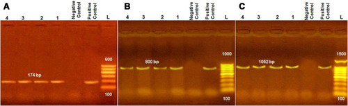 Figure 1 PCR products of amplified virulent genes identified in L. monocytogenes and visualized with agarose-gel electrophoresis. Molecular size of amplified DNA: 174 bp for hlyA (A), 800 bp for inlA (B), and 1052 bp for prfA (C). Lanes 1–4, samples; L, 100 bp DNA ladder.