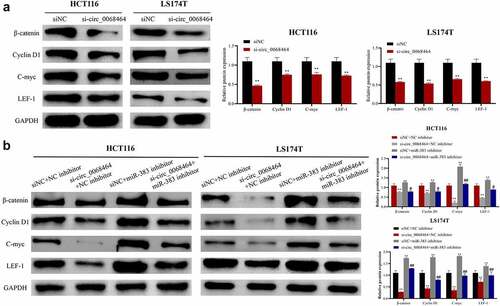 Figure 5. Effects of knockdown of circ_0068464 and miR-383 on Wnt/β-catenin pathway. (a) Western blot was utilized to detect the protein expression of LEF-1, Cyclin D1, C-myc and β-catenin in HCT116 or LS174T cells after knockdown of circ_0068464, **P < 0.01 vs. siNC group; (b) Western blot was applied to check β-catenin, Cyclin D1, C-myc and LEF-1 protein expression in HCT116 or LS174T cells in each group, **P < 0.01 vs. siNC+NC inhibitor group, ##P < 0.01 vs. si-circ_0068464+ NC inhibitor group.