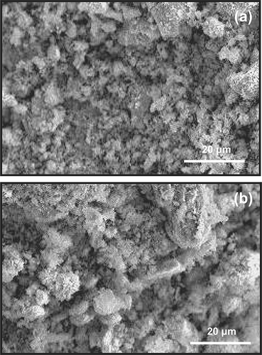 Figure 8. SEM photographs showing (a) fresh and (b) used 6:1:3 Cu-La-Ce catalyst. Test conditions: 1000 ppm NH3, 4% O2, 673 K, and GHSV = 92,000 hr−1.