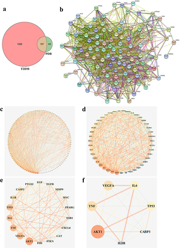 Figure 2 PDB-T2DM intersecting targets and PPI network analysis. (a) Venn diagram of PDB-T2DM intersection targets. The pink circle represents T2DM targets. The green circle represents PDB targets and orange segment represents intersecting targets. (b) Protein-protein interaction (PPI) analysis. Each node represents one protein. Lines represent associations between nodes. (c–f) Core proteins in the Semen PDB-T2DM PPI network. Screening criteria were set according to the median of degree, betweenness, and closeness.