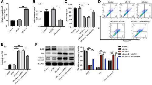 Figure 5 Knockdown of hsa_circ_0020792 reduces the viability and increases the apoptosis of normal skin fibroblasts via upregulating miR-193a-5p. (A) The miR-193a-5p level in normal skin fibroblasts (NFs) transfected with siR-NC or siR-circ-2 was detected using RT-qPCR. (B) The miR-193a-5p level in NFs transfected with miR-NC or miR-inhibitor was detected using RT-qPCR. (C) NFs were transfected with siR-NC, siR-circ-2, or siR-circ-2 + miR-NC or siR-circ-2 + miR-inhibitor. The viability of NFs was detected using CCK-8 assay. (D and E) The apoptosis of NFs was measured using flow cytometry assay. (F) The expressions of Bcl-2, Bax and cleaved caspase 3 in NFs were determined using Western blot assay. **P < 0.01, n = 3.