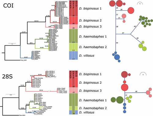 Figure 1. Phylogenetic relationships of Dikerogammarus species based on maximum-likelihood gene trees (left) and haplotype networks (right) of the COI and 28S fragments. Numbers above tree branches represent statistical support (ultrafast bootstrap and Shimodaira-Hasegawa approximate likelihood ratio test). Colored boxes next to the trees indicate the results of the species delimitation analyses. Numbers within the mPTP column are posterior probabilities for species support.