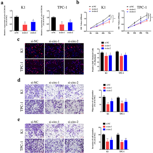 Figure 2. Knockdown of circ-CCDC66 suppressed proliferative, migratory and invasive capacities of PTC.