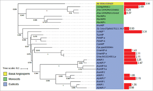 Figure 4. Phylogenetic tree of WIP proteins.