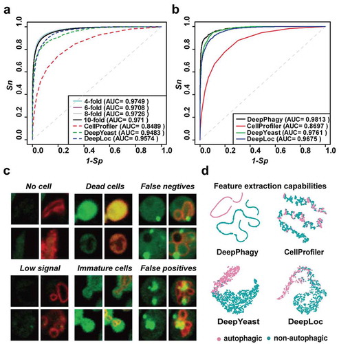 Figure 2. The computational performance of DeepPhagy 1.0. (A) The ROC curves and AUC values of 4-, 6-, 8- and 10-fold cross-validations of DeepPhagy and 10-fold cross-validations of CellProfiler, DeepYeast and DeepLoc on the same training dataset [Citation12,Citation28,Citation29]. (B) The comparison of DeepPhagy, CellProfiler, DeepYeast and DeepLoc on the testing dataset. (C) Six types of mistakes occurred in DeepPhagy, including the identification of regions with no cells, regions with low signals, dead and immature cells, false-negative hits and false-positive predictions. Scale bar: 2 µm. (D) t-SNE visualization of extracted features demonstrating the ability to distinguish autophagic cells from non-autophagic cells for DeepPhagy and other methods [Citation31].