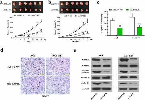 Figure 6. Knockdown of UBAP2L restrained the tumorigenesis of gastric cancer cells in nude mice