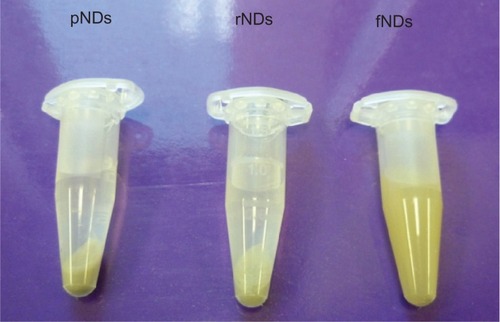 Figure 5 Dispersion of 2 mg/mL nanodiamonds (NDs) in water after 20 minutes of conventional bath sonication and 3-day incubation.Abbreviations: pNDs, pristine carboxylated nanodiamonds; rNDs, re-oxidized nanodiamonds; fNDs, lysine-functionalized nanodiamonds.