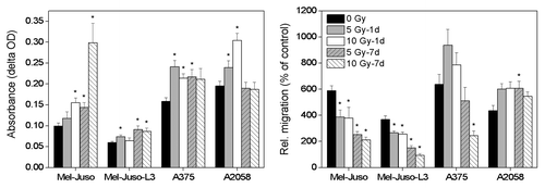 Figure 4. Influence of irradiation on adhesion and migration. Left panel: adhesion assay: untreated or treated cells were seeded with 1 × 105 cells per well in fibronectin-coated 24-well plates and allowed to adhere. Non-adherent cells were washed away and the remaining cells were stained with crystal violet. Cells were lysed and absorbance of cell lysates was measured. Four independent experiments were performed each in quadruplicate. Symbols represent means ± SEM, (p ≤ 0.05, two-tailed), *, vs. 0 Gy; Mann-Whitney U test. Right panel: untreated or treated cells were seeded with 2 × 105 cells in the upper compartment of a Boyden chamber. Cells were allowed to migrate through the 8 µm pores of a membrane toward chemoattractant and stained with calcein. Fluorescence signal of the cells was measured at 485/528 nm and relative migration was calculated as fluorescence units of samples with chemoattractant (10% FCS) vs. control samples (0% FCS). Three independent experiments were performed, each in triplicate. Symbols represent means ± SEM, (p ≤ 0.05), *, vs. 0 Gy; ANOVA, Bonferroni post hoc method.