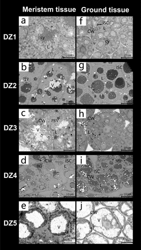 Figure 3. Transmission electron microscope images of the meristem and basic tissues in Eucommia ulmoides seeds at different germination stages.