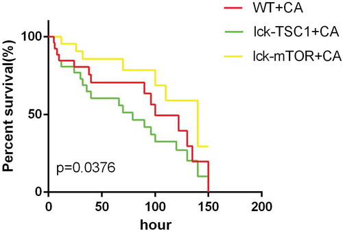 Figure 1. Survival rates of fungal sepsis mice. Survival rates between WT+CA, lck-mTOR+CA, and lck-TSC1+ CA mice. Survival rates were observed every 2 h in the first 12 h after Candida injection and then observed every 6 h. n = 20–25 mice per group. p < 0.05 was significant, analyzed by log-rank test. Median survival time of WT+CA was 100h. CA = Candida albicans; WT = wild type.