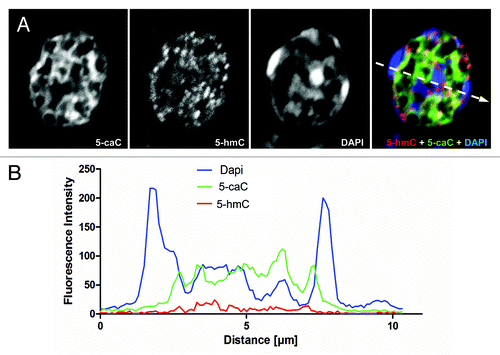 Figure 3. The patterns of nuclear distribution of 5-hydroxymethylcytosine and 5-carboxylcytosine are similar but not identical. (A) Immunochemical detection of 5-hmC and 5-caC in a single nucleus of axolotl follicular cell co-stained with DAPI using confocal microscopy. Merge view and single channel images (indicated) are shown. The position of the region used for the generation of the signal intensities profile plot shown in (B) is marked with a dashed arrow. (B) The profile of DAPI, 5-hmC and 5-caC signal intensities (indicated) across heterochromatic and euchromatic regions of the follicular cell nucleus presented in (A).