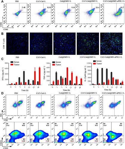 Figure 5 Investigation of immune responses in the 4T1-tumor bearing mice in vivo. (A) The percentage of mature DCs in the tumor tissues (gated on CD11c) 5 days after the last treatments. (B) The percentage of CD8+ T cells infiltrated in the tumor tissues 5 days after the last treatments. (C) The concentration of cytokines in serum and tumor tissues after single injection of CAT-Ce6@OMV-aPDL1 to 4T1-tumor bearing mice at different time points (n = 3). (D) The percentage of effector memory CD8+ T cells (CD44+CD62L−) in spleens 7 days after the last treatments.