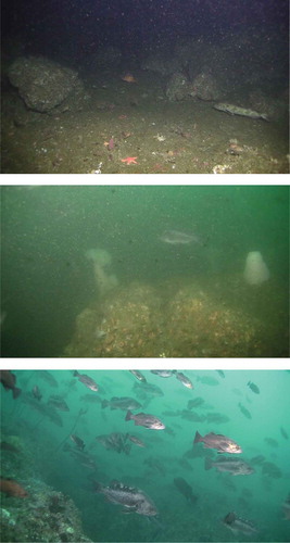 FIGURE 4. Images illustrating variation in water clarity and the light scattering index (see Figure 3) at two of the coastal Oregon reef sites sampled with a stereo-video lander. Upper panel shows excellent seafloor water clarity with very low ambient light at the deep-shelf reef, the middle panel shows poor water clarity with moderate light levels at the nearshore reef, and the bottom panel shows moderate water clarity with high ambient light at the nearshore reef.