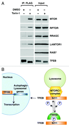 Figure 6. TFEB interacts with the MTORC1 complex. (A) HeLa (CF7) cells treated with either DMSO or Torin-1 (250 nM) for 1 h at 37°C were lysed and TFEB-Flag was immunoprecipitated using anti-FLAG antibody. Immunoprecipitates were then subjected to immunoblotting analysis using the indicated antibodies against components of the MTORC1 complex and RAB7. Note that inputs represent 3% of the total lysates and immunoprecipitated TFEB represents 10% of the total immunoprecipitated material. (B) Model depicting the proposed mechanistic regulation of TFEB by MTORC1.