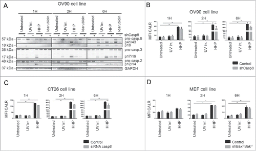 Figure 4. Caspase-8 knockdown reduces CALR exposure induced by HHP. (A) The kinetics of pro-caspase-8, pro-caspase-3 and pro-caspase-2 cleavage in OV-90 control and OV-90 shcaspase-8 cells 1, 2, and 6 h after UV-B, HHP, or idarubicin treatment was analyzed by western blotting. Caspase-8 knockdown was verified by western blotting and equal protein loading was demonstrated by using GAPDH as a loading control. Experiments were performed in triplicate. (B) CALR surface exposure was measured in OV-90 control and OV-90 shcaspase-8 cells 1, 2, and 6 h after UV-B or HHP treatment by flow cytometry. Data are presented as the mean ± SD for three independent experiments. Significant differences are shown (*p < 0.05, **p < 0.01). (c) CALR surface exposure in UV-B or HHP treated CT26 control and CT26 siRNA caspase-8 cells at 1, 2, and 6 h post-treatment was analyzed by flow cytometry. The data show the compiled results (mean ± SD) of three independent experiments. Significant differences are shown (*p < 0.05, **p < 0.01). (d) CALR surface detection in UV-B or HHP treated MEF Bax−/−/Bak−/− cells at 1, 2, and 6 h post-treatment using flow cytometry. Relevant control cells (MEF WT) were included in the experiments. Data are presented as the mean ± SD for three independent experiments. Significant differences are shown (*p < 0.05, **p < 0.01).