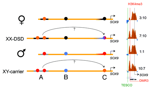 Figure 6. A schematic drawing of our major findings: In females the RevSex duplication (black line, region A) has more repressive chromatin with a more “active” putative enhancer element (orange dot) than in males. In the XX-DSD case similar findings are done with the exception of a more “open” SOX9 enhancer/promoter (region C). In males a downstream CTCF binding site is enriched in H3K27me3 (PRC2-related) chromatin compared with females (region B), and the SOX9 enhancer/promoter region (region C) is more open (red dot). This region is even more open in the XY RevSex carrier (orange dot). On the right side a comparison of the DMR3 H3K4me3 peaks (region C) can be seen with internal comparisons to the H3K4me3 peaks of the SOX9 promoter with peak ratios shown on the right. Chromatin color codes are follows: black, H3K9me3; blue, H3K27me3; red, H3K4me3; orange, stronger H3K4me3.