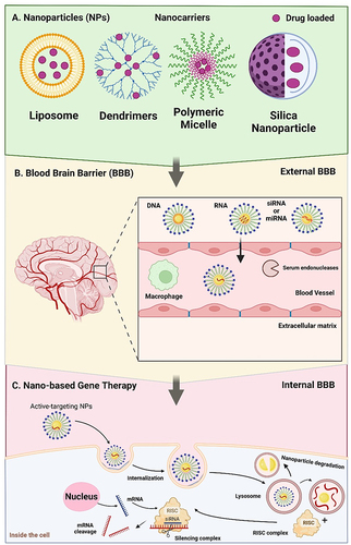 Figure 3 Nanotechnology in gene therapy and blood–brain barrier penetration for brain disorder. (A) Represents of nanoparticles, nanocarriers, and drug-loaded NPs, (B) Mechanisms of blood-brain barrier transfer. Several endogenous compounds use receptor and adsorption-mediated endocytosis and carrier-mediated pathways, which allow NPs carrying medicines to cross the blood-brain barrier and enter the brain and (C) Nano-based gene therapy in the internal blood-brain barrier.