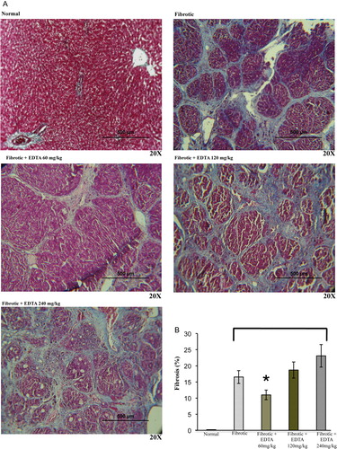 Figure 2. (A) Fibrosis stage determination. Representative images (×20) of liver sections stained with Masson trichrome from normal, fibrotic, and EDTA-treated rats at different concentrations (60, 120, and 240 mg/kg) (B) Morphometric analysis of liver section photographs using a computerized image analyzer showed that EDTA treatment at 60 mg/kg reduced by 20% the accumulation of ECM proteins. EDTA therapy with doses of 120 and 240 mg/kg increased ECM accumulation. Values are the mean ± standard deviation of five rats per group. Asterisks indicate values significantly different (*P ≤ 0.05).