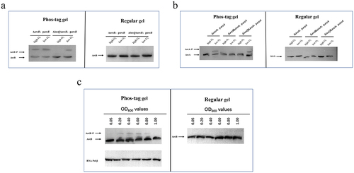 Figure 6. ArcA, the response regulatory factor of ArcB, is not linked with the regulation of cytotoxicity. (a) in vivo phosphorylation detection of ArcB phosphorylation levels under high and low O2 conditions. Western blot analysis of V. parahaemolyticus cell lysates using Phos-tag™ to detection phosphorylation (left panels; ArcB~P) and using conventional SDS-PAGE (right panels). The data are representative of three independent experiments. (b) in vivo phosphorylation detection of ArcA phosphorylation levels under high and low O2 conditions. Western blot analysis of V. parahaemolyticus cell lysates using Phos-tag™ to detection phosphorylation (left panels; ArcA~P) and using conventional SDS-PAGE (right panels). The data are representative of three independent experiments. (c) in vivo phosphorylation of ArcB at different growth stages under aerobic conditions. The phosphorylation of ArcB at different growth stages (OD600 of 0.05, 0.20, 0.40, 0.60, 0.80, 1.00) under aerobic conditions was detected by strain ΔarcB:parcB, and the protein amounts was calibrated by RNA-Pol β. The data are representative of three independent experiments.