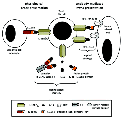 Figure 1. Schematic illustration of interleukin-15 trans-presentation. Under physiological conditions interleukin-15 (IL-15) binds to the IL-15Rα chain and is presented on the cell surface of dendritic cells and monocytes in trans to IL-15Rβγc expressing T or NK cells. Trans-presentation can be simulated in a non-targeted form in solution by complexing or fusing IL-15 to a ligand binding fragment of the IL-15Rα chain. Alternatively, trans-presentation can be achieved in a targeted manner by fusing IL-15 alone or in combination with the interacting IL-15Rα domain to a tumor-directed antibody moiety. Thus, antibody-mediated binding of the fusion protein mimics cell surface presentation of IL-15 at the tumor site. scFv, single-chain Fv.
