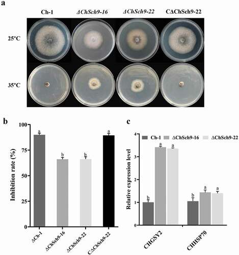 Fig. 5 (Colour online) ChSch9 is involved in the negative regulation of heat tolerance. (a) Ch-1, ChSch9 deletion mutants and complemented strains were cultured on PDA at 25°C and 35°C. Images were taken after 5 d of incubation at 25°C and 35°C. (b) Inhibition rate of the radiated growth of each strain on the PDA at 35°C compared with that of growth at 25°C. (c) Relative expression of Chgsy2 and Chhsp70 in the hyphae of mutants incubated at 35°C for 3 h (relative expression level = 1, wild-type used as reference sample and normalized with actin gene). Error bars represent the standard deviation. Three independent biological experiments with three replicates in each treatment were performed. Different letters represent significant differences between treatments at P < 0.05