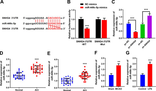 Figure 3 SNHG4 inhibits miR-449c-5p by targeting it. (A) The sequence of binding site to miR-449c-5p in the of SNHG4; (B) Luciferase activity assay was used to verify that SNHG4 could absorb miR-449c-5p; (C) qRT-PCR was used to detect the expression of miR-449c-5p in SNHG4 overexpression and low expression cell lines; (D-F) qRT-PCR was used to detect the expression of miR-449c-5p in blood, cerebrospinal fluid of patients and brain tissue of MCAO rats; (G) the expression of miR-449c-5p in microglia was detected by qRT-PCR after LPS treatment. ** P< 0.01 and ***P< 0.001.