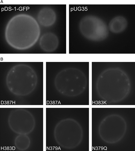 Figure 3.  Epifluorescence microscopy localization of Jen1-GFP fluorescence in (A) strain jen1Δ ady2Δ transformed with the plasmids pDS-1-GFP or pUG35 and (B) isogenic Jen1 mutant strains D3987H, D387A, H383K, H383D, N379A and N379Q. S. cerevisiae strains at mid-exponential growth phase were shifted under derepressed conditions for Jen1p expression (YNB lactate 0.5% (v/v), pH 5.0) for 4 h and observed under an epifluorescence microscope and in bright field. Additionally, for S. cerevisiaejen1Δ ady2Δ pUG35 strain methionine was added for repression conditions.