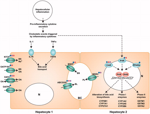 Figure 7. Representation of M-MSN mode of action on HepaRG hepatocytes. HepaRG cultures (n = 3) were exposed for 24 and 48 h to three concentrations (1.6, 16, and 80 µg/cm²) of NPs including pristine (blue dot), PEG- (purple dot) and DMPC- (red dot)coated M-MSNs. N = nucleus. At 80 µg/cm², the hepatic cholestasis pathway is highlighted by the downregulation of most of its main effectors such as BSEP and NCTP, characterized by an intrahepatic accumulation of cytotoxic bile acids, which ultimately causes liver injury.