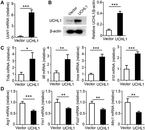 Figure 4 Overexpression of mouse UCHL1 in macrophages promote M1 polarization in vitro. (A–D) BMDMs were infected with mouse UCHL1 lentivirus for 24 hour. (A) UCHL1 mRNA expression were assessed using qPCR. (B) UCHL1 protein expression were assessed using Western blot, and densitometry quantification of band intensity are presented in the right panel. (C) BMDMs were stimulated with LPS (100ng/mL) plus IFN-γ (10ng/mL) for indicated times. TNF-α, IL-6, iNOS, and IL-10 mRNA expression from BMDMs were assessed using qPCR analysis. (D) After stimulated with IL-4 (10 ng/mL) for 12 hours, Arg1, Ym1, Fizz1 and Mrc1 mRNA expression from BMDMs were assessed using qPCR analysis. Data shown are the mean ± SD. * P < 0.05, ** P < 0.01, *** P < 0.001. Values in (A–D) were compared using Student’s t-test. Data are summary of three independent experiments.