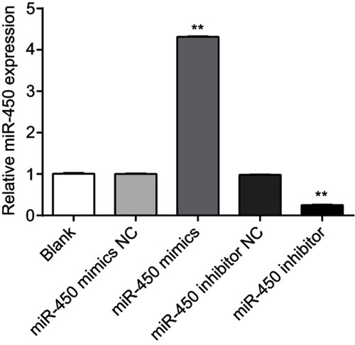 Figure 1 The expression levels of miR-450 in different groups.Note: **P<0.01, versus blank, miR-450 mimics NC group or miR-450 inhibitor negative control (NC) group.