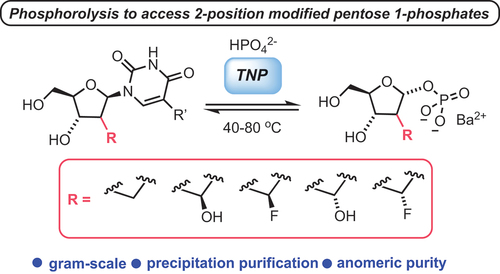 Scheme 1. Enzymatic synthesis of α-d-pentose 1-phosphates using a thermostable pyrimidine nucleoside phosphorylase; isolation as Ba2+ salt form facilitates purification by precipitation and gram-scale access; TNP = thymidine nucleoside phosphorylase.