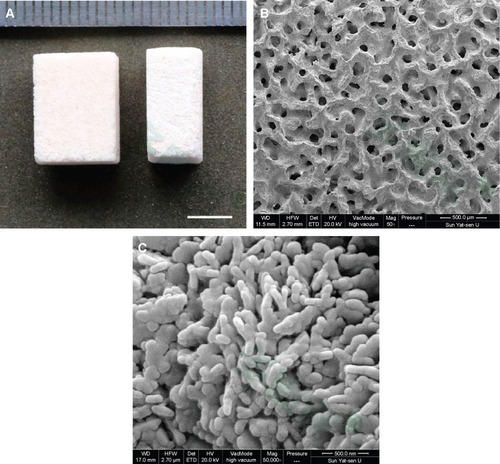 Figure 3 Cross-sectional view of the porous nano-hydroxyapatite/coralline block, scale bar: 5 mm (A). The interconnected pore system of the scaffold was visualized and measured with scanning electron microscopy (B) Nano-scaled hydroxyapatite crystals were found on the surface by scanning electron microscopy (C).