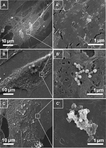 Figure 4 FE-SEM imaging for NP–cell interaction.Notes: Cellular responses of HDFn cells after 4 hours’ contact with (A) bare ZnO NPs, (B) thin SiO2/ZnO NPs, and (C) thick SiO2/ZnO NPs, and their corresponding enlarged views (A’–C’), respectively.Abbreviations: FE-SEM, field-emission scanning electron microscope; HDFn, human dermal fibroblast neonatal; ZnO NPs, zinc oxide nanoparticles; thin SiO2/ZnO, ZnO coated with a thin layer of SiO2; thick SiO2/ZnO, ZnO densely coated with SiO.