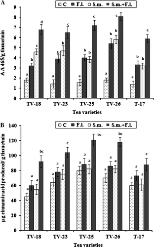 Figure 4.  Peroxidase (A) and phenylalanine ammonia-lyase (B) activities in leaves of tea varieties grown in soil treated with S. marcescens and F. lamaoensis. Different letters above bars indicate significant difference in enzyme activities as determined in t-test at p=0.01 among the different treatments.