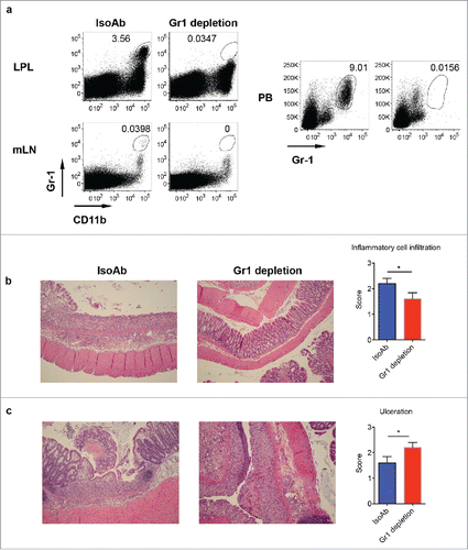 Figure 6. Depletion of Gr-1+CD11b+ myeloid cells induces severe disease in DSS-induced colitis. (A) WT mice were treated with anti-Gr-1 or isotype control mAb. Representative dot plots show that anti-Gr-1 effectively depleted this subset from LPL, mLN and periphery. (B) Mice injected with Gr-1 or isotype mAb were fed with DSS water for 7 d. Representative histological slides show less inflammatory cell infiltration in Gr-1 depleted mice. Summarized inflammatory cell infiltration scores are shown. (C) Representative histological slides show severe mucosal erosion and ulceration in Gr-1 depleted mice. Summarized ulceration scores are shown. *p < 0.05.
