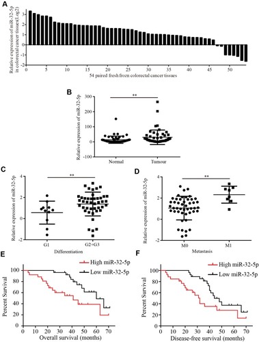 Figure 1 MiR-32-5p is upregulated in colorectal cancer tissues and closely correlated with clinicopathological features (A) miR-32-5p expression in 54 paired colorectal cancer tissues. (B) miR-32-5p expression was significantly higher in 54 fresh frozen colorectal cancer tissues than adjacent normal colorectal tissues. (C) miR-32-5p was significantly higher in colorectal cancer tissues with moderate and poor differentiation (G2 and G3) than colorectal cancer tissues with well differentiation (G1). (D) miR-32-5p was significantly higher in colorectal cancer tissues with metastasis (M1) than colorectal cancer tissues with no-metastasis (M0). (E and F) Kaplan–Meier Plotter analysis showed that colorectal cancer tissues with high miR-32-5p expression have a lower overall survival (E) and disease-free survival (F) than colorectal cancer tissues with low miR-32-5p expression. Data are reported as means ± standard deviation of three independent experiments. **p<0.01.