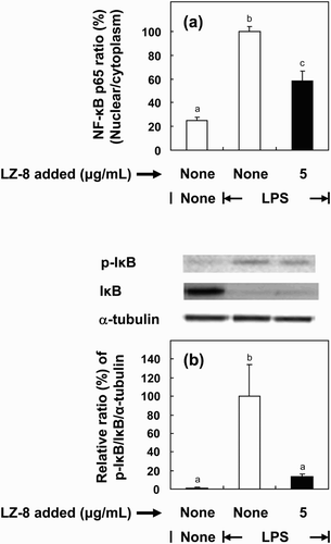Figure 5. Effects of LZ-8 on the activation of NF-κB and phosphorylation of IκB in BV-2 microglial cells. Cells were incubated with normal medium, or medium containing LZ-8 (5 μg/mL) for 24 h, followed by LPS treatment (0.1 μg/mL) for 30 min. The degree of augmentation of NF-κB p65 translocation into the nucleus from the cytosol was determined using an NF-κB/p65 ActivELISA™ kit. IκB and phosphor-IκB expression was determined by Western blot analysis. α-Tubulin was used as a loading control. Each value represents the mean ± SD of three independent experiments. Values with different letters are significantly different from each other at p < .05.