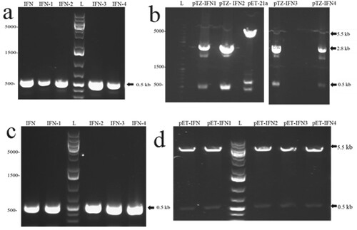 Figure 3. (a) 1% agarose gel of PCR amplified fragments of modified forms of IFN-α2b from pTZ 57 R/T vector (b) double restriction analysis of modified forms of IFN-α2b ligated into pTZ 57 R/T vector with HindIII and NdeI enzymes (c) (A) 1% agarose gel of PCR amplified fragments of modified forms of IFN-α2b in pET-21a vector (d) double restriction analysis of modified forms of IFN-α2b ligated into pET-21a with HindIII and NdeI enzymes.